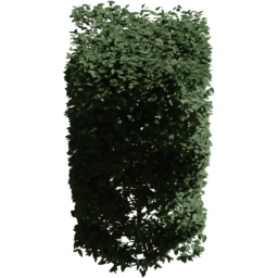 Carpinus betulus A summer