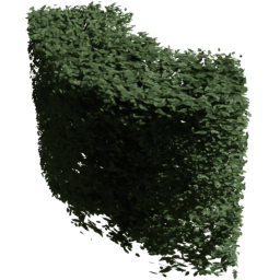 Carpinus betulus C summer