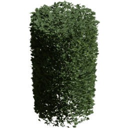 Carpinus betulus D summer