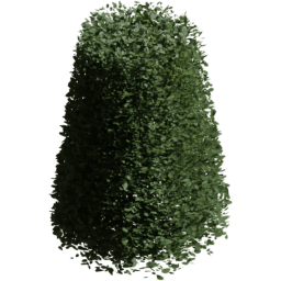 Carpinus betulus E summer