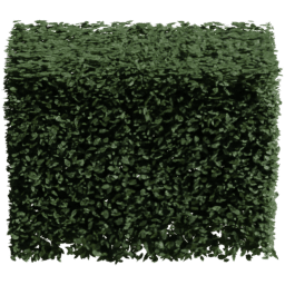 Carpinus betulus F summer