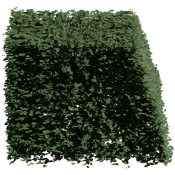 Carpinus betulus H summer