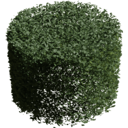 Carpinus betulus J summer