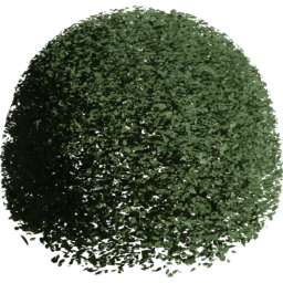 Carpinus betulus K summer