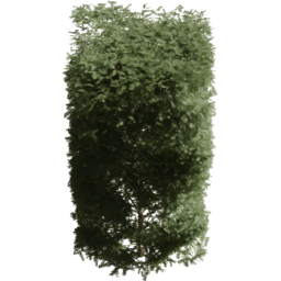 Picea rubens A spring summer autumn