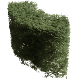 Picea rubens C spring summer autumn