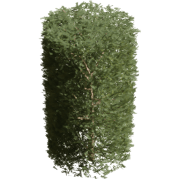 Picea rubens D spring summer autumn