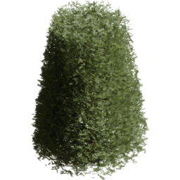 Picea rubens E spring summer autumn