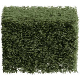 Picea rubens F spring summer autumn