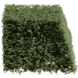 Picea rubens H spring summer autumn