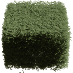 Picea rubens I spring summer autumn