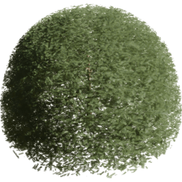 Picea rubens K spring summer autumn