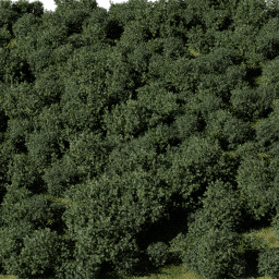 Shrubs Decorative Low B spring summer