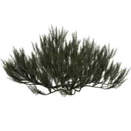 Artemisia tridentata A summer