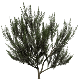 Artemisia tridentata C summer