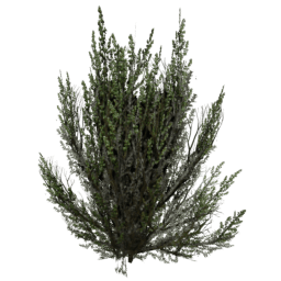 Artemisia tridentata E summer