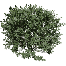 Buxus sempervirens A spring summer autumn