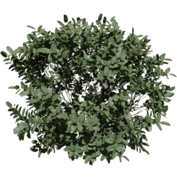 Buxus sempervirens B spring summer autumn