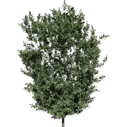 Buxus sempervirens C spring summer autumn