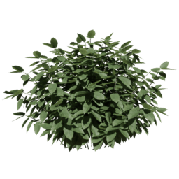 Carpinus betulus A summer