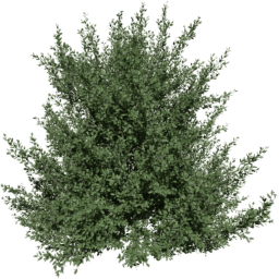 Carpinus betulus B summer