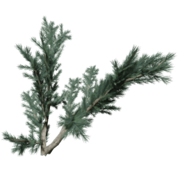 Cedrus deodara A spring summer autumn