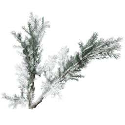 Cedrus deodara A winter