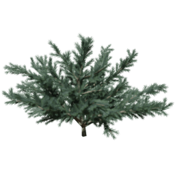 Cedrus deodara B spring summer autumn