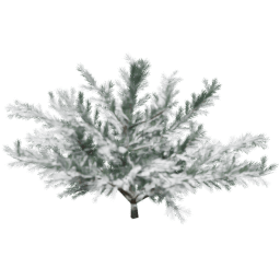 Cedrus deodara B winter