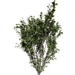 Corylus avellana A spring summer