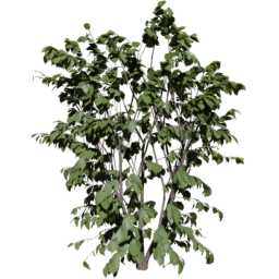 Corylus avellana B spring summer