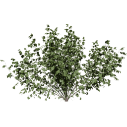 Corylus avellana C spring summer