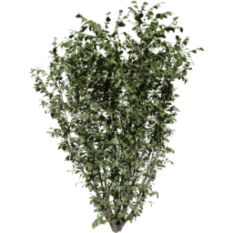 Corylus avellana D spring summer