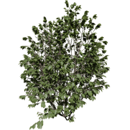 Corylus avellana E spring summer