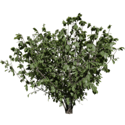 Corylus avellana F spring summer