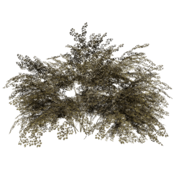 Crataegus laevigata A autumn