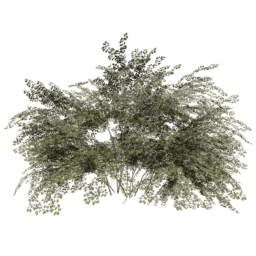 Crataegus laevigata A spring