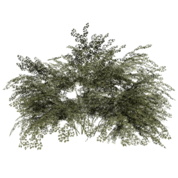 Crataegus laevigata A summer