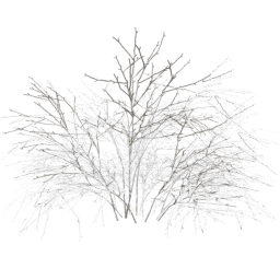 Crataegus laevigata A winter