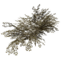 Crataegus laevigata B autumn