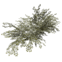 Crataegus laevigata B spring