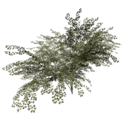 Crataegus laevigata B summer