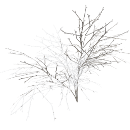 Crataegus laevigata B winter