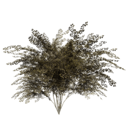 Crataegus laevigata C autumn