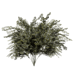 Crataegus laevigata C spring