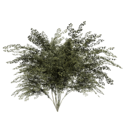 Crataegus laevigata C summer