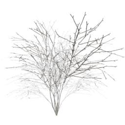 Crataegus laevigata C winter