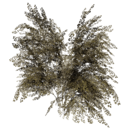 Crataegus laevigata D autumn