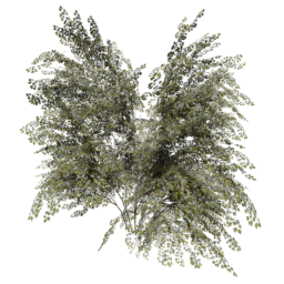 Crataegus laevigata D spring