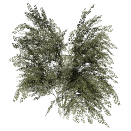 Crataegus laevigata D summer